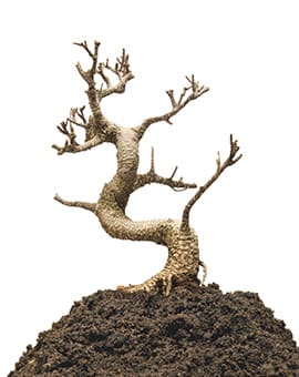 Jesus Killed A Tree Christian Standard