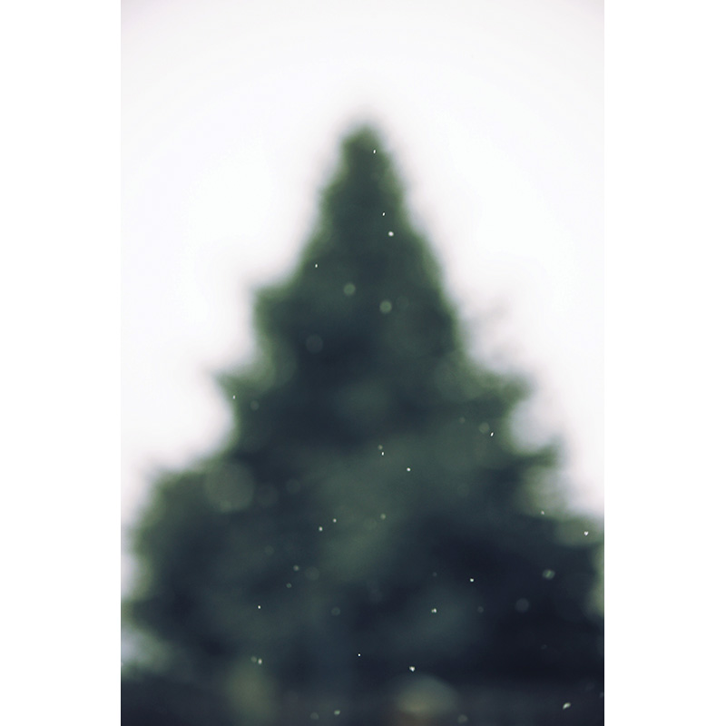 The ‘Perfect’ Christmas Tree