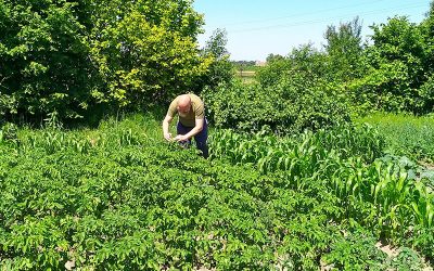 Ukrainians Plant Crops, Gardens Despite Uncertainty